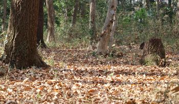 �t���G�_�V���N�����я��i�s��J�j