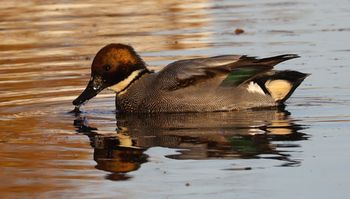 ���V�K�����i�����j