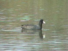 �I�I�o���A�]�ː�