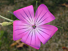 アグロステンマ ムギナデシコの花