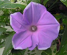 アサガオ：薄い青紫の花の開花