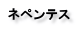 ネジバナ