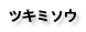 ツキミソウ