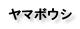 ヤマボウシ
