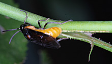 ミニバラの茎に産卵するアカスジチュウレンジ