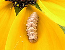 ヒラタハナアブの幼虫