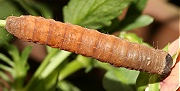 キバラモクメキリガの終齢幼虫