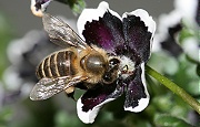 ネモフィラの花粉を集めるミツバチ