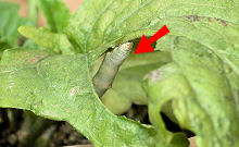 ガーベラの葉を食害するシャクガの幼虫