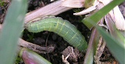 スジキリヨトウの若齢幼虫