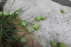 クレマチス：つぼみの落下