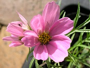 コスモスが早くも開花しました