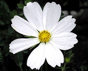コスモス：白い花の開花