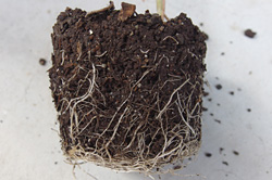 デイドリーム：定植前の根の様子