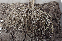 デイドリーム：栽培終了時の根の様子