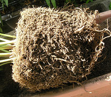 鉢土を落とした後の根