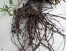 ダイアンサス 栽培終了時の根の様子