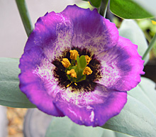 トルコギキョウ：紫色の花の開花