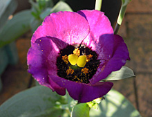 トルコギキョウ：２年目の紫色の花