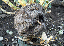 トルコギキョウ プティフル：栽培終了時の根の様子