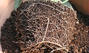 定植前の根の様子