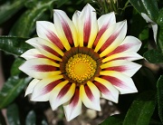 ガザニア タイガーの花