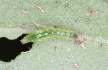 ガーベラ：葉のシャクガの幼虫による食害