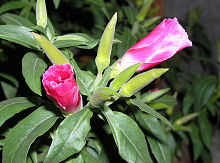 ゴデチア ジューンの花 夜