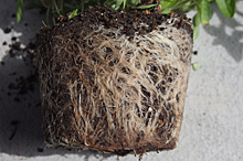 ゴテチア：定植時の根の様子