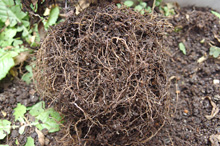 ゴテチア：栽培終了時の根の様子