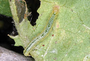 ヒマワリの葉にチャノコカクモンハマキの幼虫？