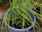 イネ：７月中旬の様子