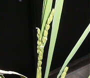 イネ：出穂
