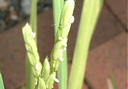 イネ：開花