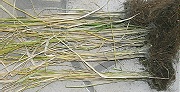 イネ：収穫後の株の様子