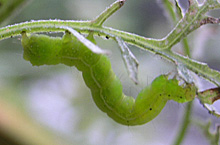 シャクガの若齢幼虫