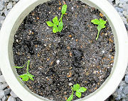 ４号深鉢に植え替えたミツバ