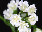 ミツバの花