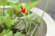 オンブバッタがミツバの葉を大胆に食害している