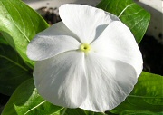 白色の花の開花