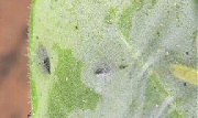オステオスペルマムの葉裏に寄生したハモグリバエの蛹