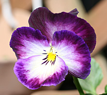 虹色スミレ 紫色のの花