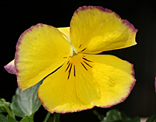 虹色スミレ 黄色のの花