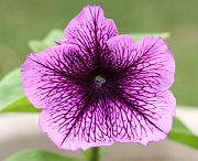 ペチュニア ホライゾンの花