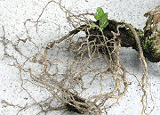 栽培終了時の根の様子