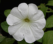 ペチュニア：白色の花の開花（クリーピア）
