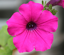 ペチュニア：赤紫色の花の開花（クリーピア）