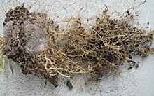 ペチュニア 栽培終了時の根の様子