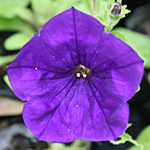ペチュニア クリーピア 花 青紫色