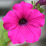 ペチュニア クリーピア 花 赤紫色